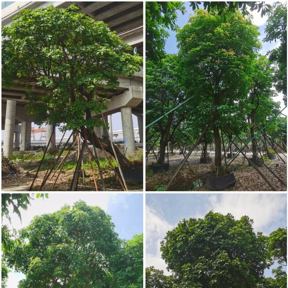 弯杆 造型 观花乔木红花玉蕊 好养易种庭院盆景展示区树木