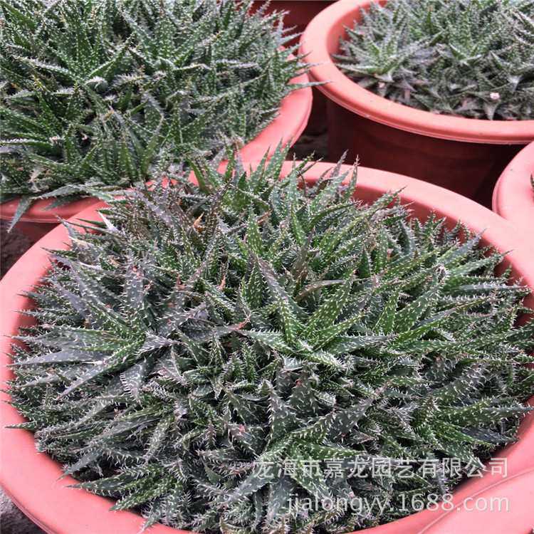 俏芦荟 百合科盆栽 芦荟属 多年生肉质草本植物 大型沙漠沙生植物