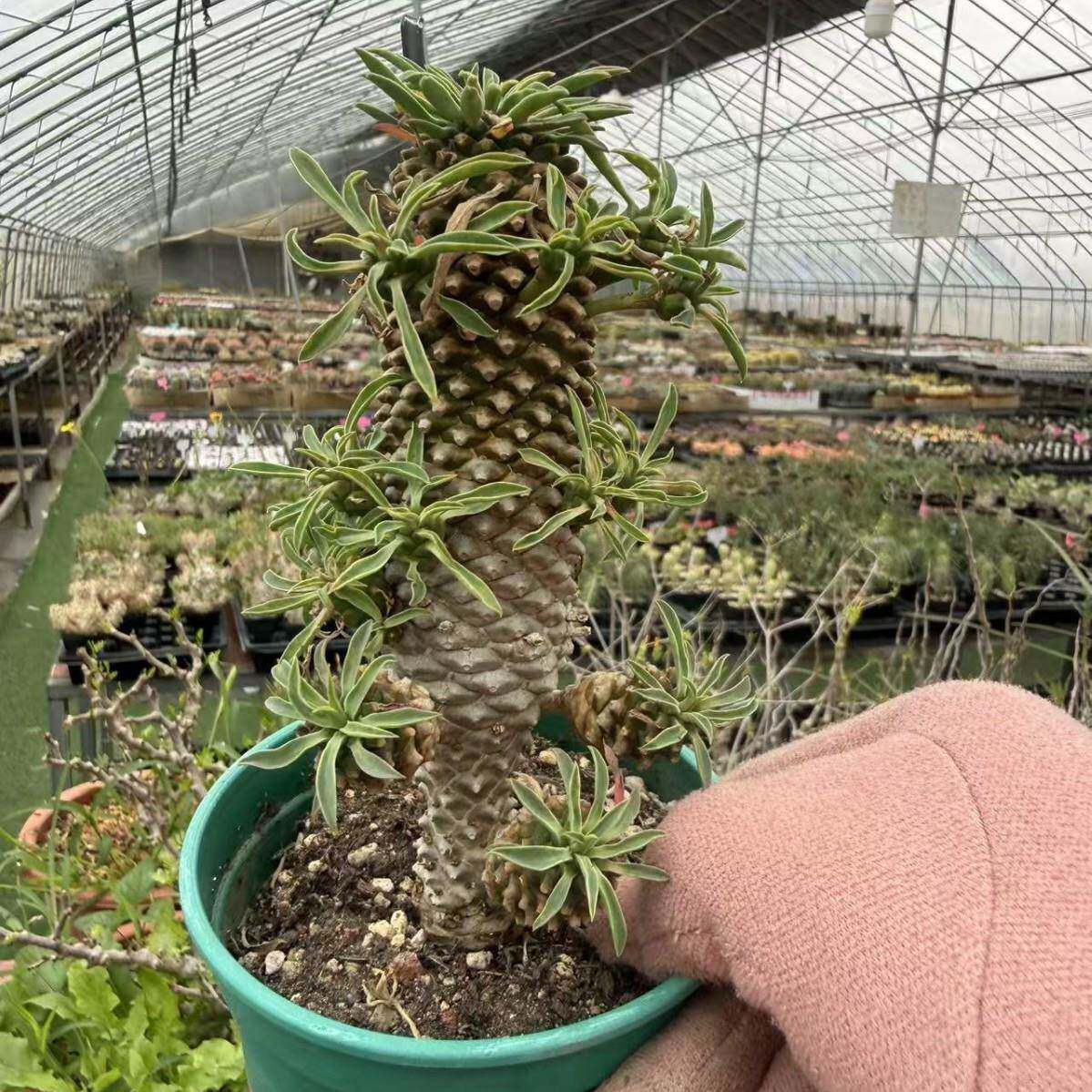铁甲麒麟 20+cm潮流块根多肉仙人掌植物盆栽室内公