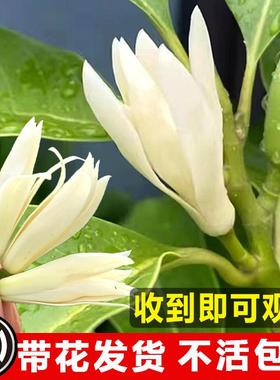 白角兰花兰树苗花卉植物室hzy68774内院绿植易活带花苞庭四季开黄
