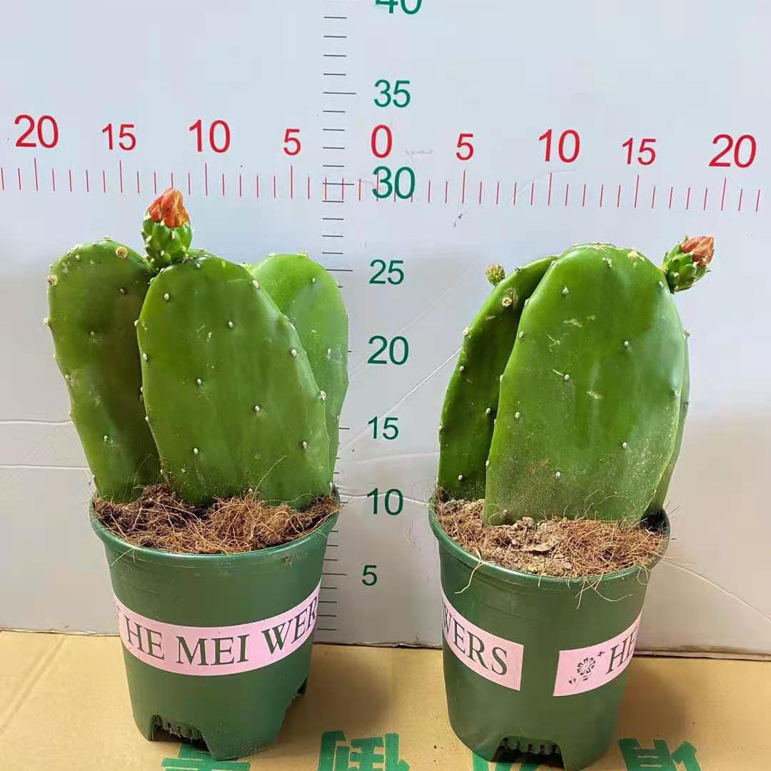 基地直销室内外多肉植物仙人掌盆栽 居家花卉绿植 开花仙人掌