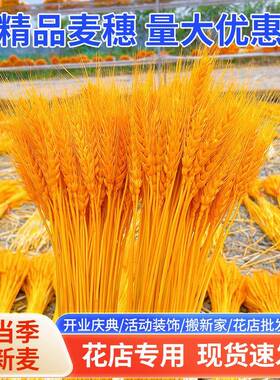 店花用天然麦穗mqR7E6Fn黄大金大开业麦干花篮源头专厂家整箱
