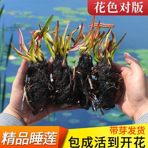 睡莲 水生植物莲花池塘室内外水培花卉盆栽种藕四季种植睡莲根块
