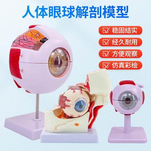 人体教学眼球解剖结构模型可拆卸儿童仿真眼睛医学眼部模型 6倍