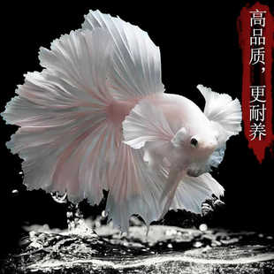 泰国斗鱼活体半月马尾狮王公母热带鱼淡水高端好养耐活鱼苗观赏鱼