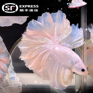 泰国斗鱼小型热带淡水鱼婚纱鱼观赏鱼苗好养不用氧气的园尾母斗鱼