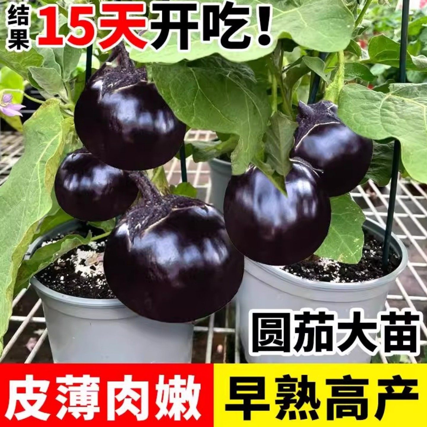 大果黑宝圆茄子秧苗秧黑紫茄宝果苗长杭茄四季盆栽肉厚带土球种苗,鲜花速递/花卉仿真/绿植园艺,家庭园艺种子,淘宝优惠券,粉丝福利购,淘宝优惠卷