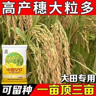 中嘉早17早稻种子水稻高产原装优质香稻可旱播种移栽直播常规谷种