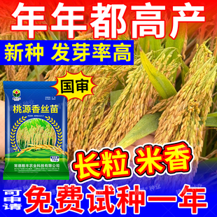 桃源香丝高产水稻种子晚稻长粒米好吃超高产稻谷种子抗倒伏耐高温