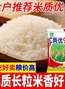 c两优919稻种国审浓香稻以及香长粒香米谷种水稻种子优质高产常规