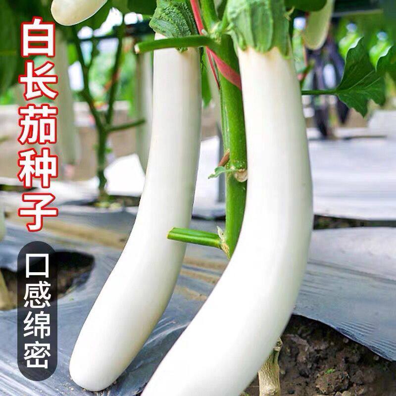 白茄子秧苗高产带土长茄好吃阳台四季盆栽蔬菜苗幼苗秧孑蔬菜包邮