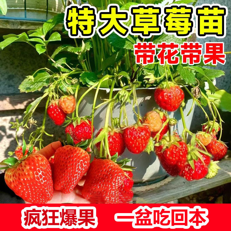 草莓苗盆栽优质四季结果红颜章姬香野阳台苗当年结果新苗带土果苗,鲜花速递/花卉仿真/绿植园艺,种苗/半成品盆栽,淘宝优惠券,粉丝福利购,淘宝优惠卷