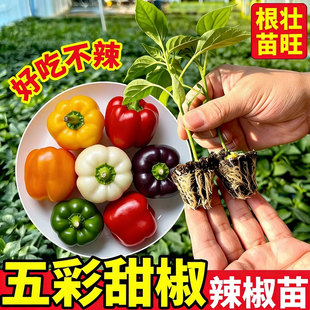 五彩甜椒苗青椒灯笼椒彩椒洪荒辣椒苗子秧苗种籽阳台盆栽高产蔬菜