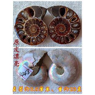 正品开片叶菊石化石摆件石材动物古招财全9玉化侣吊坠生物标本情9