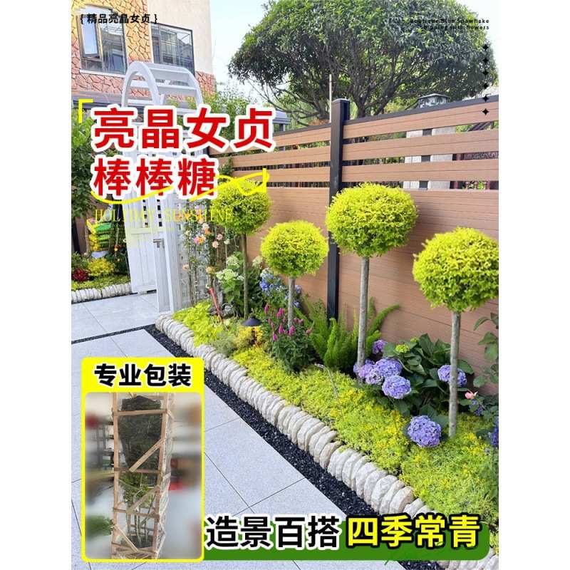 亮晶女贞棒棒糖造型树花镜绿植物盆栽耐寒热四季常青别墅庭院造景