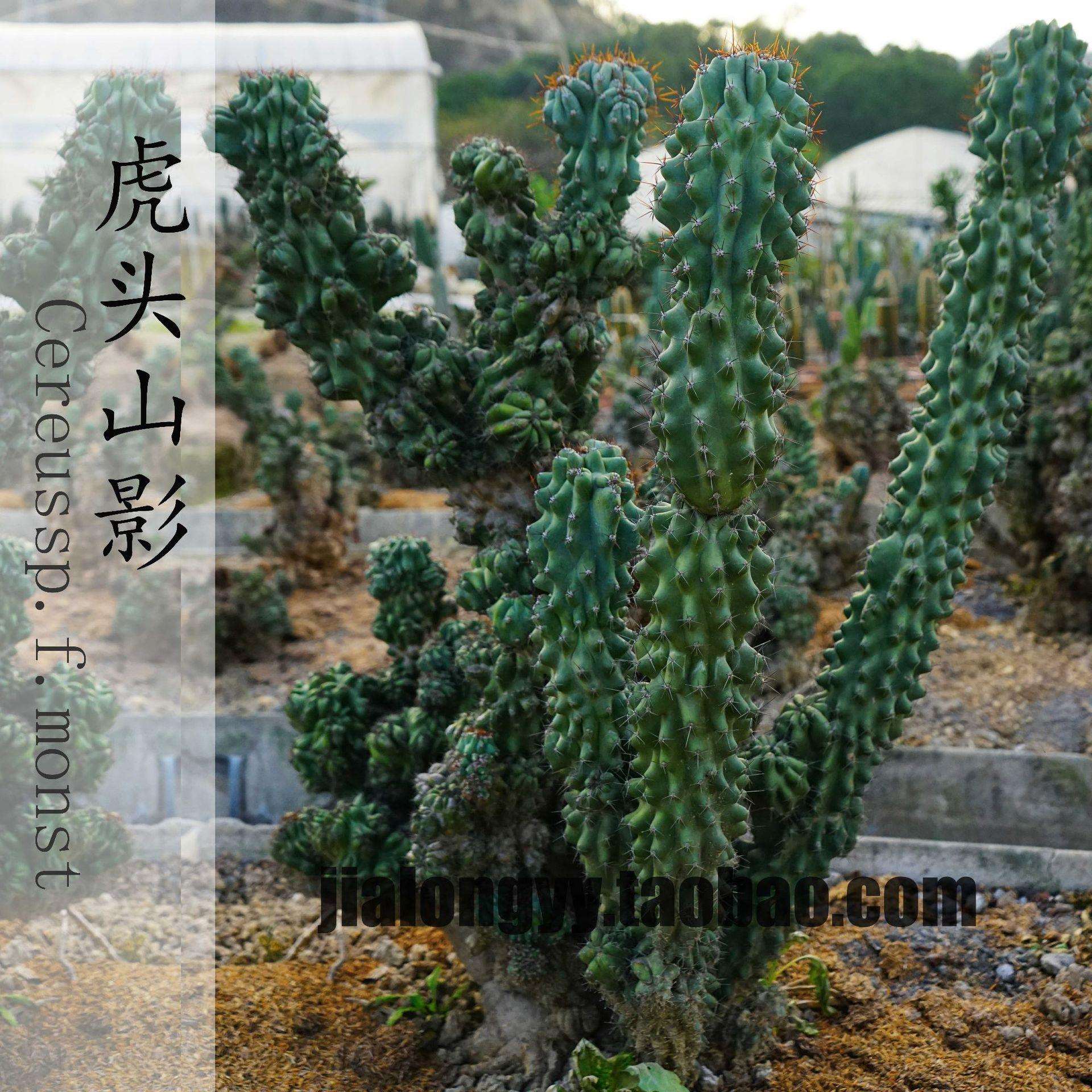 漳州原产地植物 大量各种植物 沙生植物 虎头山罗汉山影拳