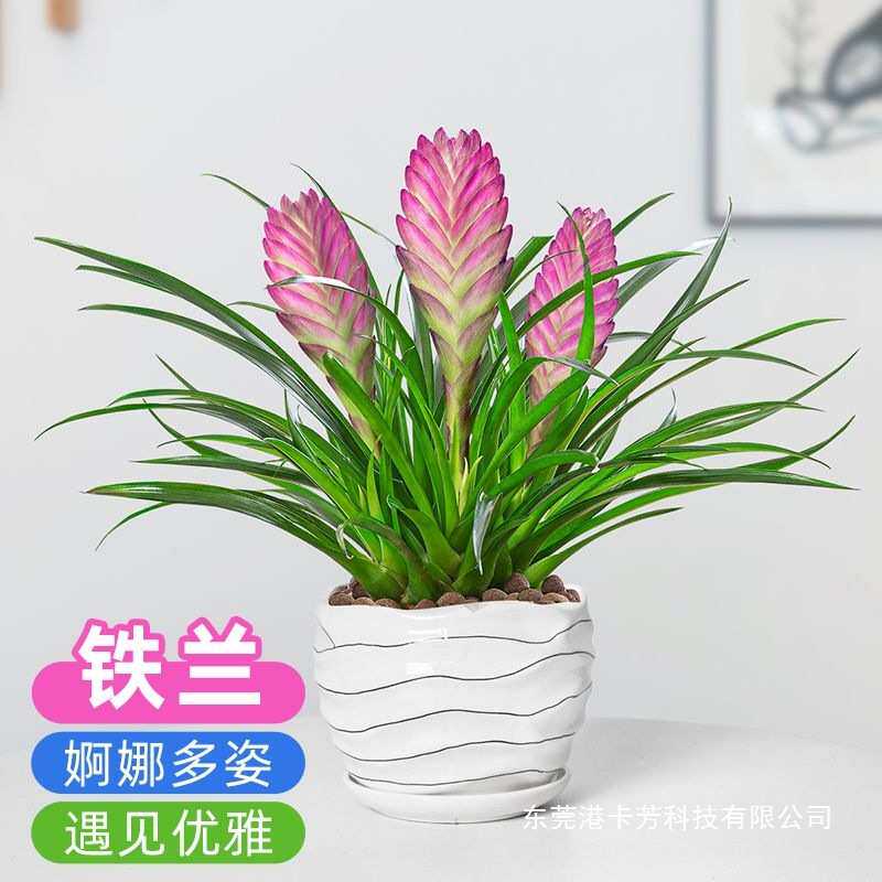 铁兰花植物室内盆栽紫色花卉带花苞四季常青办公桌面前台绿植盆景
