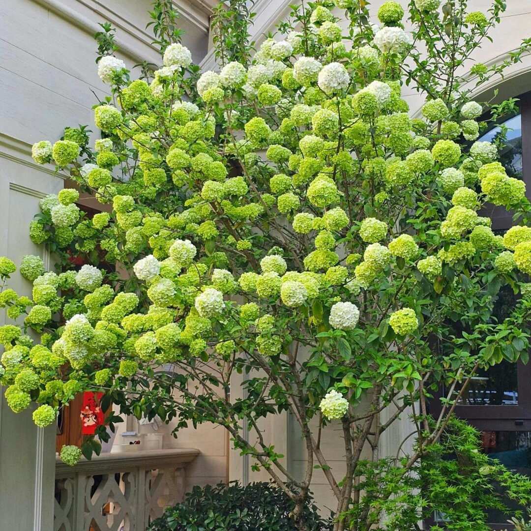 中华木本绣球树小苗阳台盆栽庭院地栽大花斗球荚蒾耐寒花卉绿植物