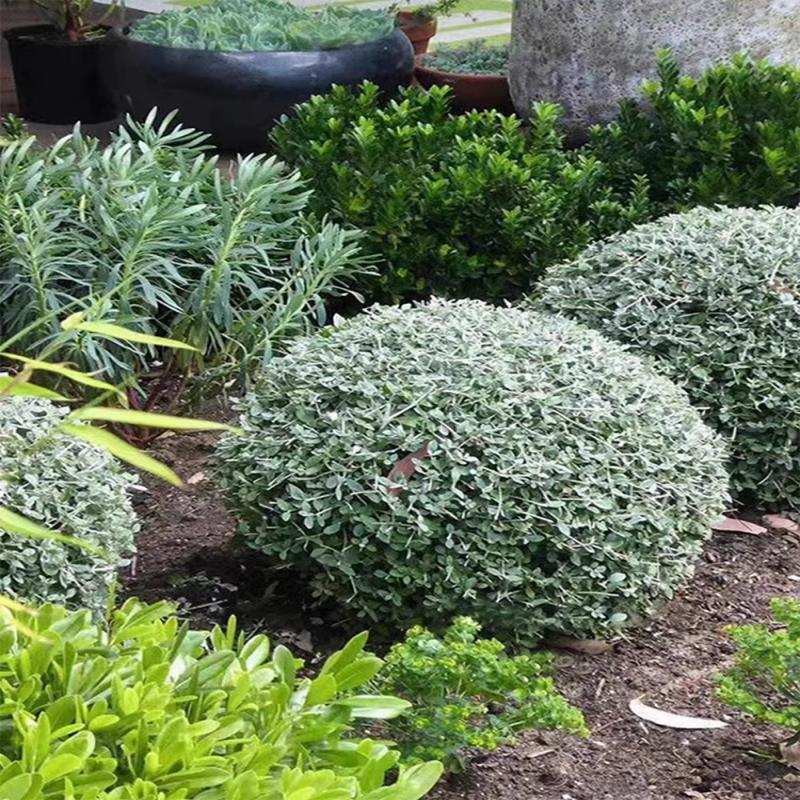 基地现挖水果兰盆栽四季常绿耐寒耐热花园多年生花卉蓝灰色植物球