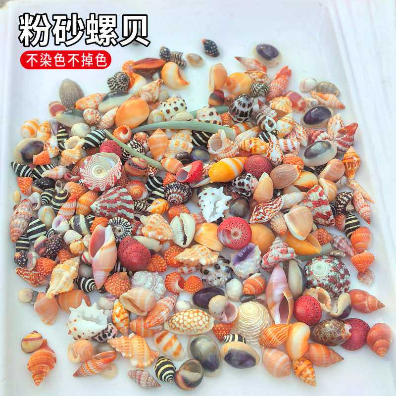 贝壳海螺按斤卖菲律宾贝沙粉砂螺贝芋螺宝螺笋螺酸浆贝红色赤疆贝