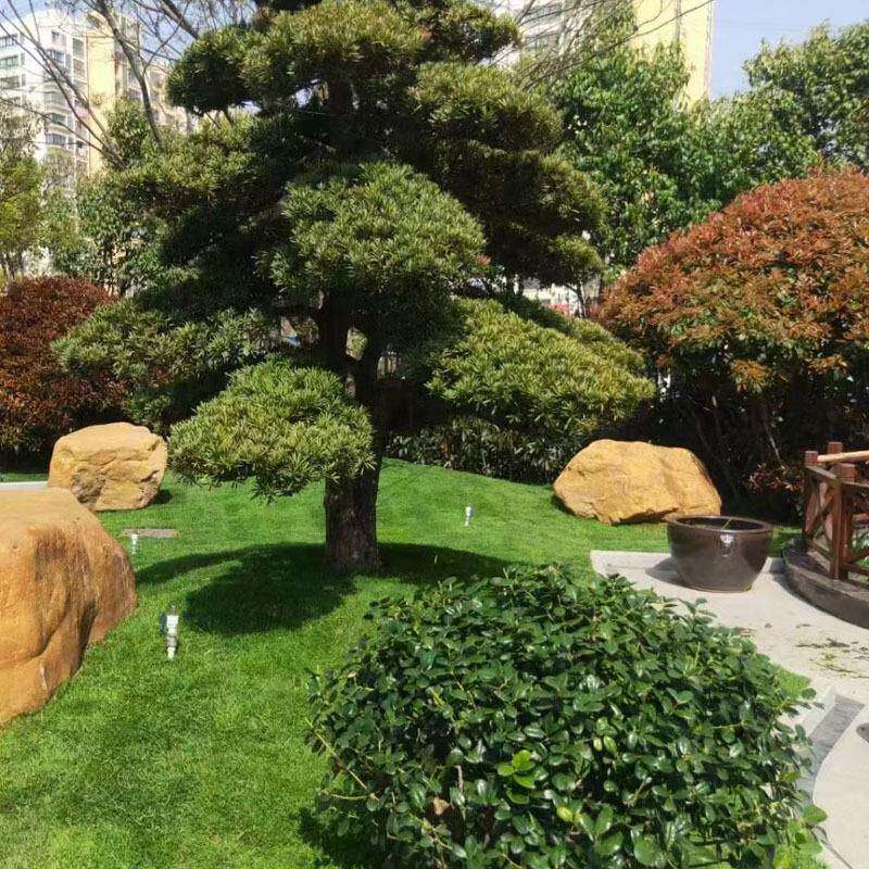 庭天然ITS蜡景观小石鱼缸石院观赏黄石鱼池假山奇石原石
