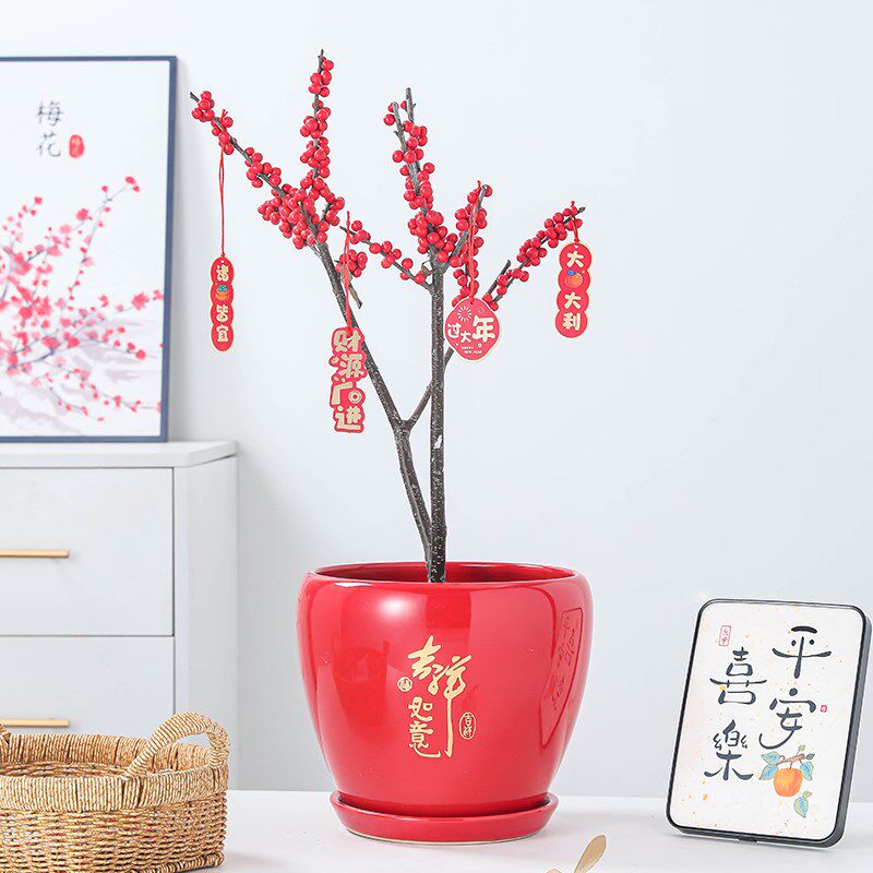 大红色花盆陶瓷家用带陶瓷托盘中国风客厅兰花君子兰新年冬青盆栽