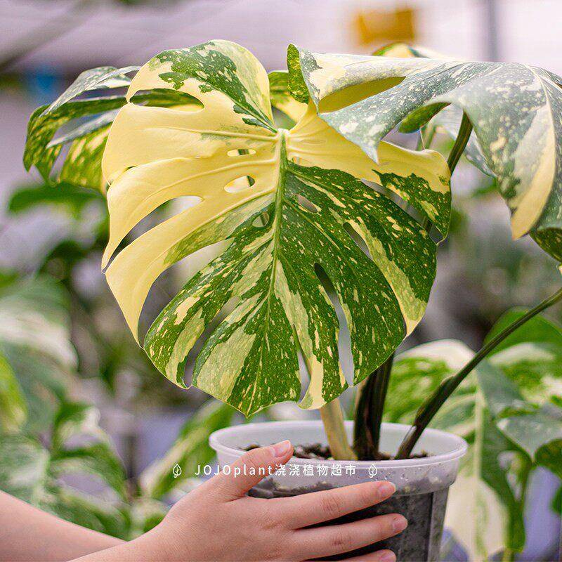 【ZB】洒金龟背竹 新手好养美丽锦化热植盆栽 浇浇植物超市