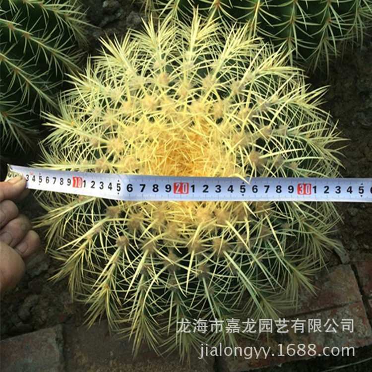 金琥黄刺金虎宽度50cm建设沙漠多肉科普展示沙生植物仙人球