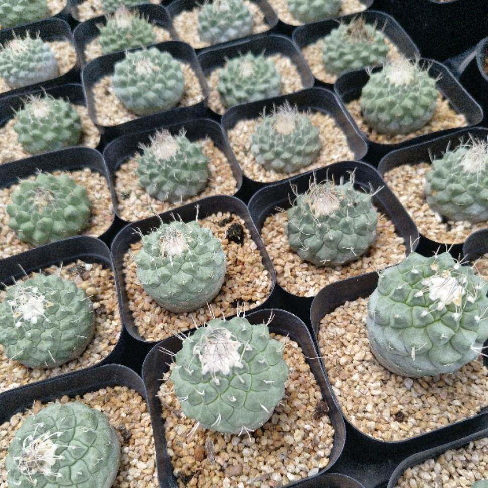 菊水仙人球 肉肉花多肉植物白花菊水原地赤花实生小盆栽菊水