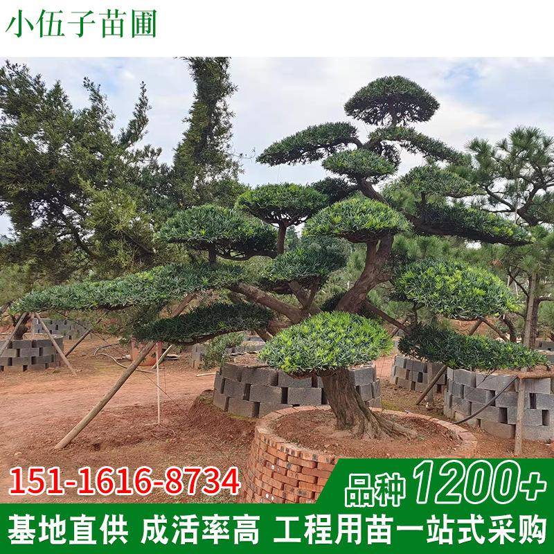 造型罗汉松基地直供 精品园林绿化苗木10至30公分常绿乔木直销