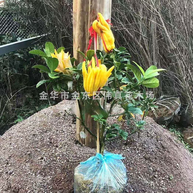 金华佛手 佛手橘带果发货室内观果植物 花卉盆景盆栽植物 佛手树