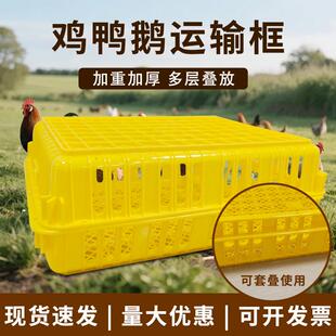 塑胶周转筐筐鸡笼鸭笼运输鸡鸭周周转箱兔运输HVM笼加鸽厚长方形