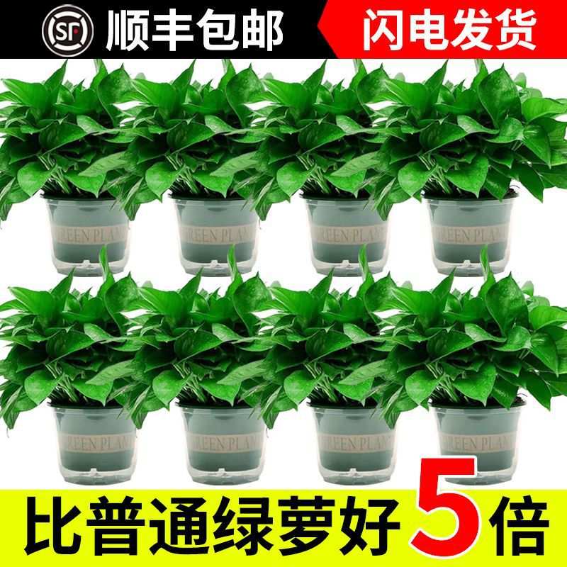 【顺丰包邮】一整箱绿箩吸除甲醛净化空气水培室内植物绿植花卉