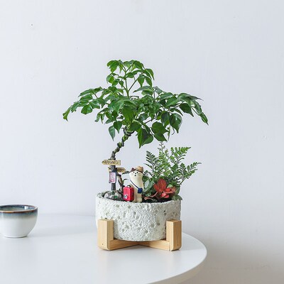 幸福树盆栽花卉办公室绿植文竹室内桌面盆景云竹旺宅招财植物好养