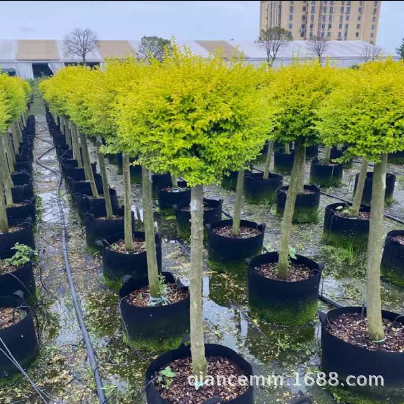 亮晶女贞棒棒糖亮晶造型室外高档庭院花镜植物盆栽地栽四季不落叶