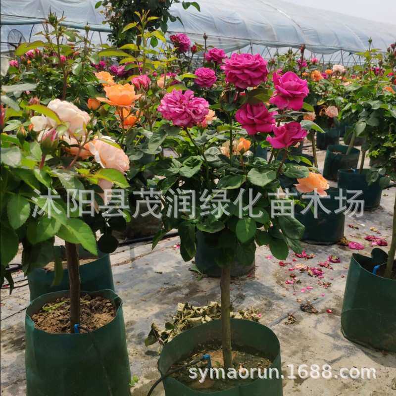 树状月季棒棒糖月季树型月季嫁接月季朱丽叶果汁阳台龙沙宝石