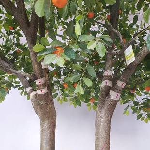 仿子真绿植桔化子树小区户外QCT绿植物摆件摄影道具仿真果树桔树