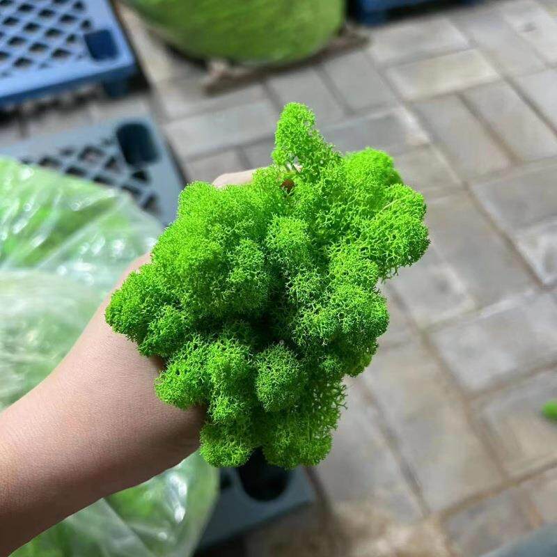 永生造藓植s5758007物墙景青花苔真苔苔藓艺材料苔藓景观干花装饰