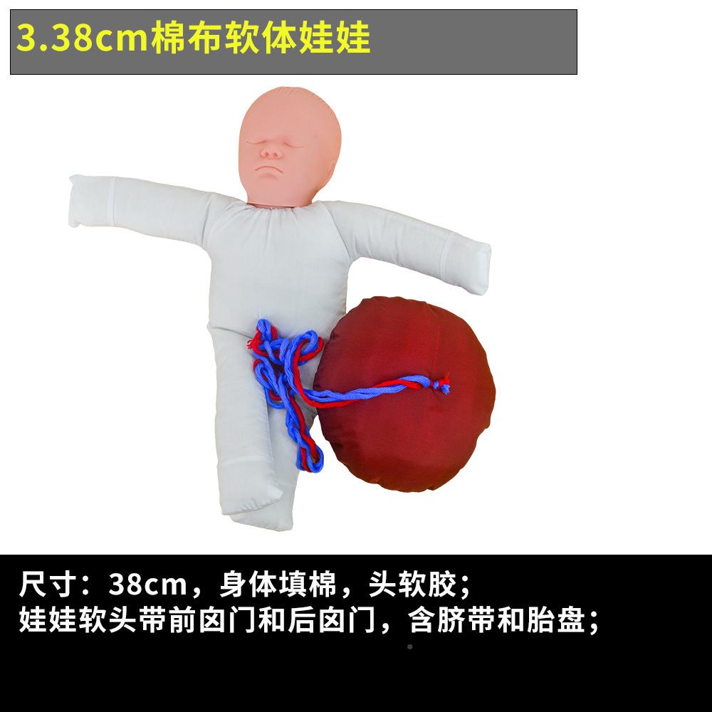 女性分产骨娩骨盆模型含胎教儿脐带胎盘模447拟程过程动态女性盆