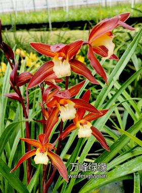 绿兰花ZUC红桌茶橘红色四季兰杂交兰蕙缘兰带花苞室内植面绿盆栽