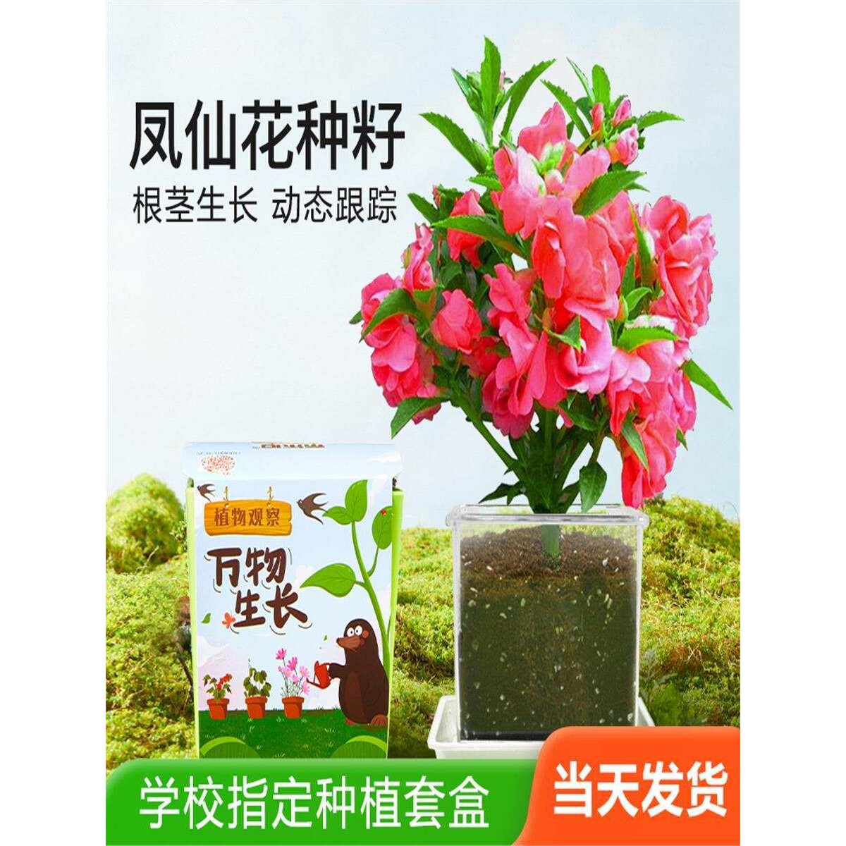 儿童种植小盆栽小学生科学实验观察套装透明盆花草植物种籽迷你盒