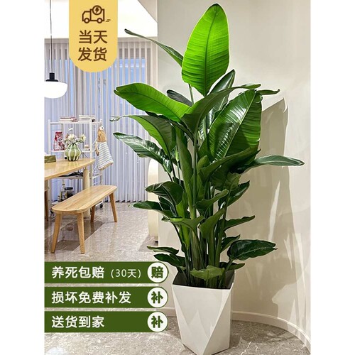 天堂鸟绿植室内大型办公室花卉四季青好养大叶客厅植物鹤望兰盆栽