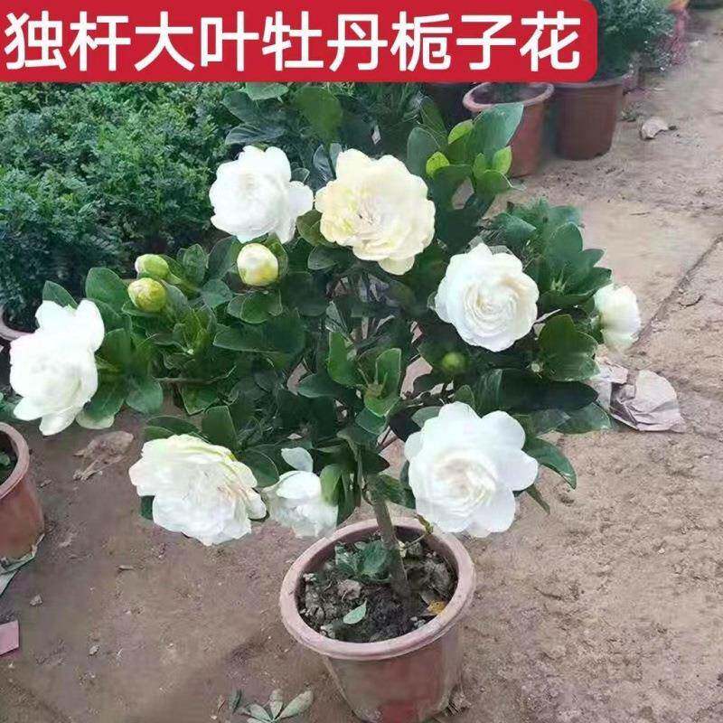 栀子花盆栽牡丹活动中浓香型大花重瓣大叶独杆阳台四季花卉