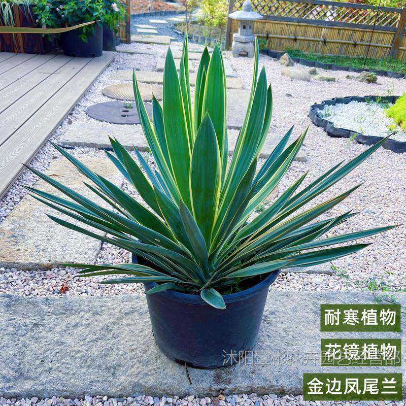 金边凤尾兰盆栽龙舌兰剑麻庭院阳台耐寒花卉四季常绿耐寒花镜植物