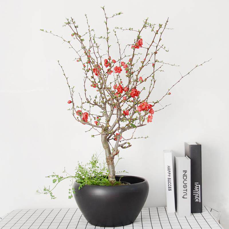 玫瑰海棠 小中型盆栽阳台庭院成都盆景植物绿植春季时令花卉
