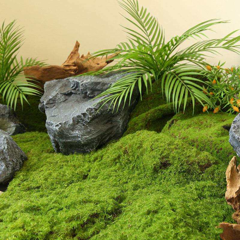 青苔永生苔藓植物墙面鹿角藓白发藓大灰藓室内微景观造景草坪