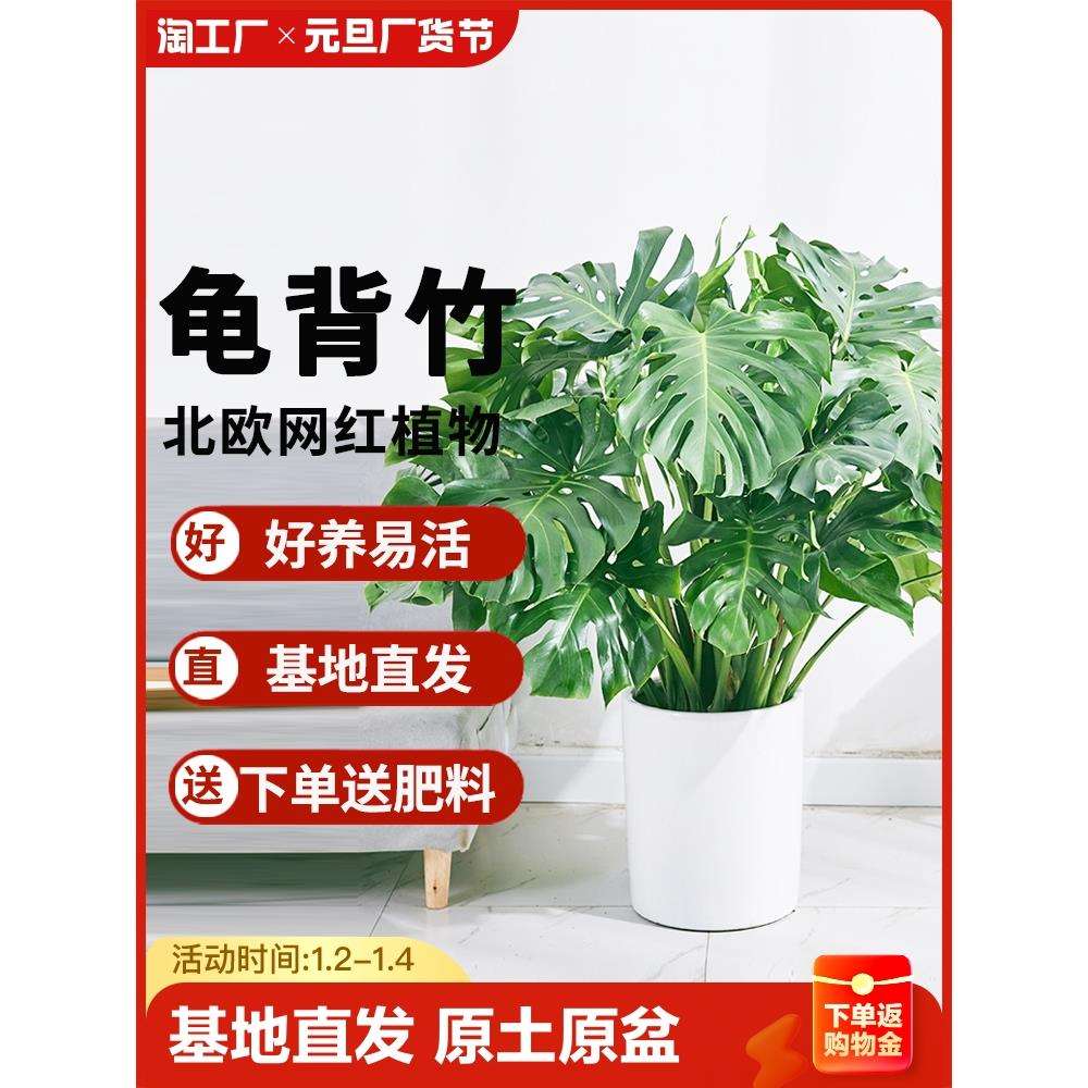 龟背竹盆栽大型客厅绿植大叶富贵竹水培植物花卉室内家用吸甲醛