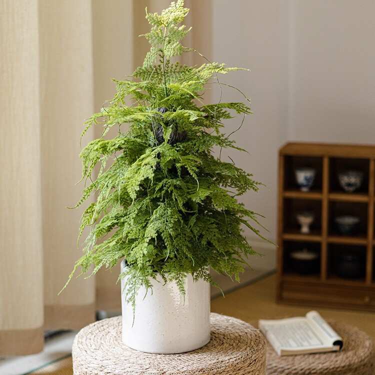 仿真香松盆栽植物圣诞树盆景仿生绿植办公室桌面香柏香味