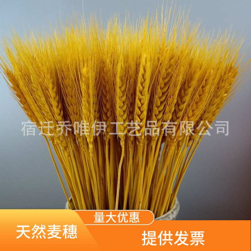 黄金麦穗干花 田园植物天然干花麦穗真麦子装饰干花拍摄道具
