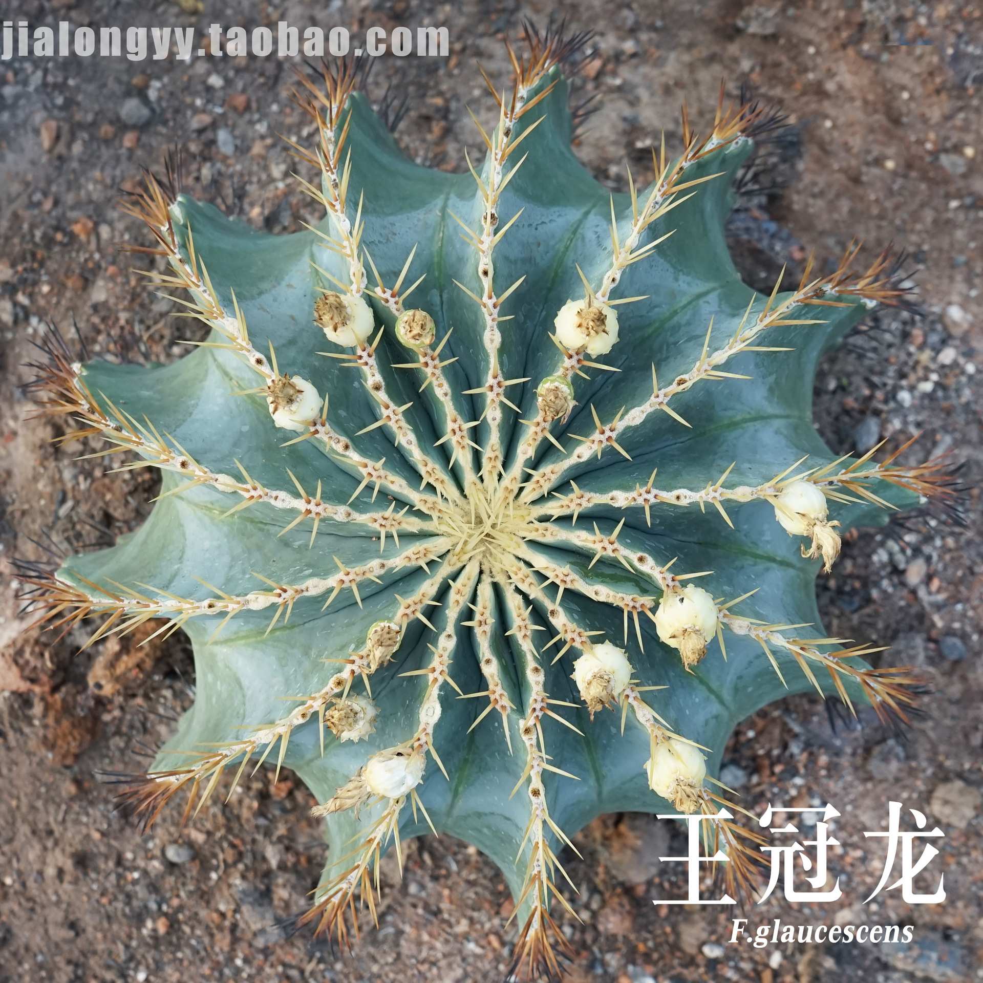 仙人球王冠龙 蓝筒掌 大型沙生植物 造景植物花卉盆栽基地直发